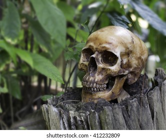 skull on  decay stump in the jungle - Shutterstock ID 412232809