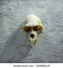 skull on gray background, halloween concept - Shutterstock ID 2204086137