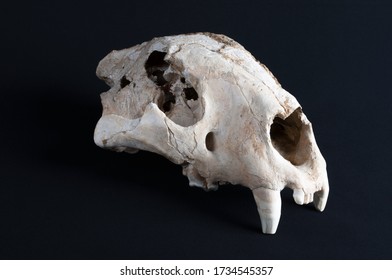 Skull Of Panthera Leo Spelaea Bones Skeleton With Black Background