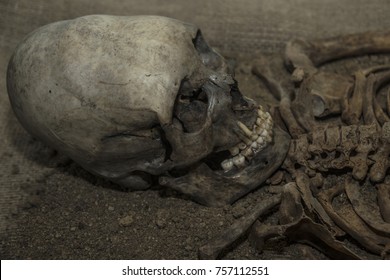 Skull and part of the alien body. Humanoid, fossilized alien old excavations archaeologist.