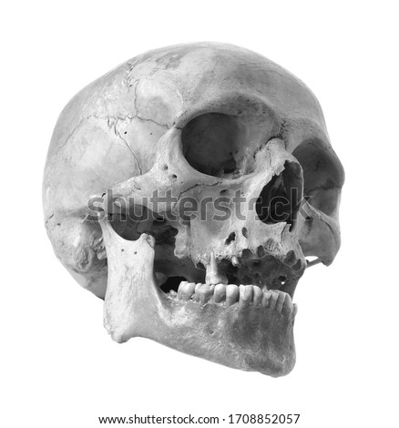 Skull of the person on a white background. Black and white photo
