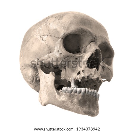 Skull of the person on a white background. Sepia color photo