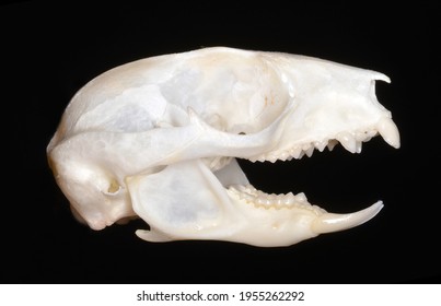 Skull Of Petaurus Breviceps (the Sugar Glider),  A Omnivorous, Arboreal, And Nocturnal Gliding Possum Belonging To The Marsupial Infraclass.