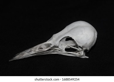 A Skull Of The Picinae Bird