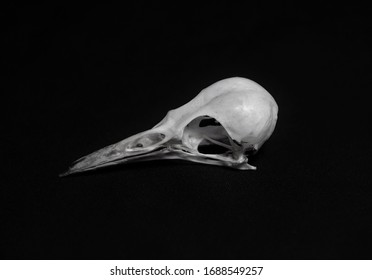 A Skull Of The Picinae Bird