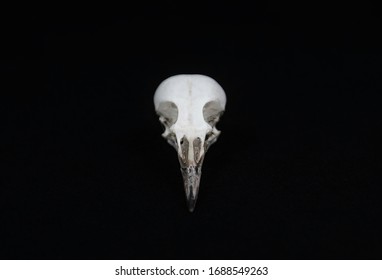 a skull of the Picinae bird