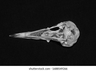 A Skull Of The Picinae Bird