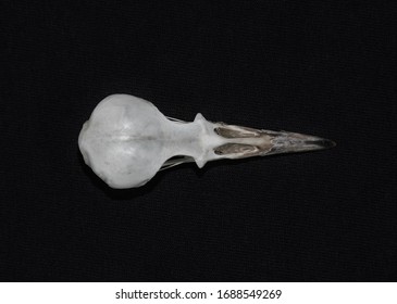 A Skull Of The Picinae Bird