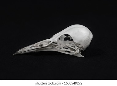 A Skull Of The Picinae Bird