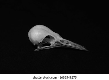 A Skull Of The Picinae Bird