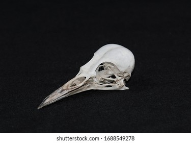 A Skull Of The Picinae Bird