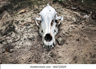 skull of a predatory animal on the dead ground