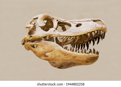 The skull the predatory dinosaur tarbosaurus (Latin: Tarbosaurus bataar) isolated white background  Paleontology Late Cretaceous fossil animals 