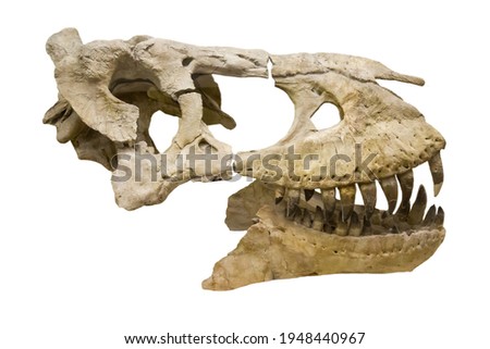 The skull of the predatory dinosaur tarbosaurus (Latin: Tarbosaurus bataar) isolated on a white background. Paleontology Late Cretaceous fossil animals.