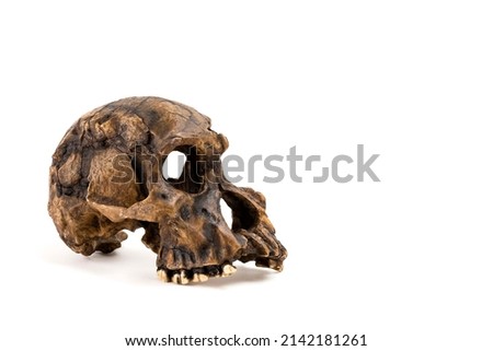 skull of prehistoric man, Skull of prehistoric man habilis isolated on white background with space for text
