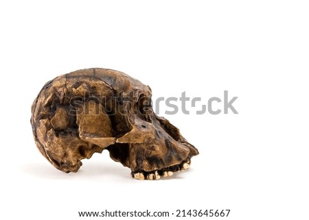 skull of prehistoric man, Skull of prehistoric man habilis isolated on white background with space for text	