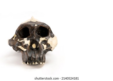 skull of prehistoric man, Skull of hominids or australopithecus isolated on white background with space for text - Shutterstock ID 2140524181