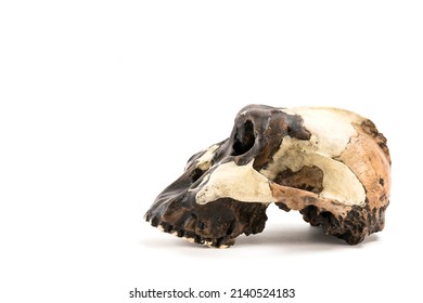 skull of prehistoric man, Skull of hominids or australopithecus isolated on white background with space for text - Shutterstock ID 2140524183