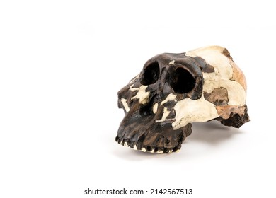 skull of prehistoric man, Skull of hominids or australopithecus isolated on white background with space for text	 - Shutterstock ID 2142567513