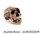 skull of prehistoric man, Skull of human neanderthalensis isolated on white background with space for text