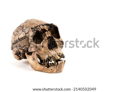 skull of prehistoric man, Skull of human neanderthalensis isolated on white background with space for text