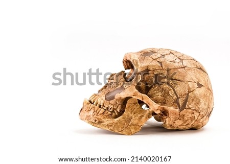 skull of prehistoric man, Skull of  neanderthalensis isolated on white background with space for text