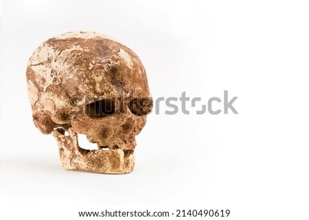 skull of prehistoric man, Skull of  sapiens isolated on white background with space for text