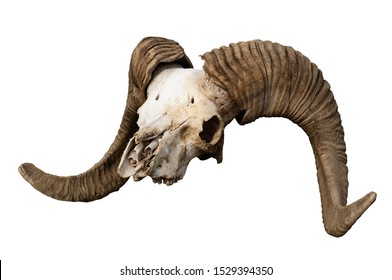 Skull of a ram. The head of a dead animal. Profile skull. Artiodactyl. Big twisted horns. Desert land. Mountain sheep. Side view. Altai. Isolated white background.