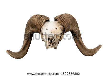 Skull of a ram. The head of a dead animal. Artiodactyl. Full face. Big twisted horns. Desert land. Mountain sheep. Altai. Isolated white background.