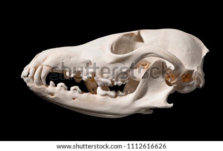 Skull of a red fox (Vulpes vulpes) on a black background 