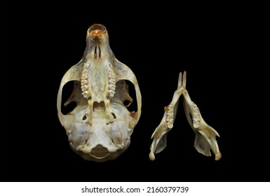 Skull Red Squirrel Sciurus Vulgaris Isolated Stock Photo 2160379739