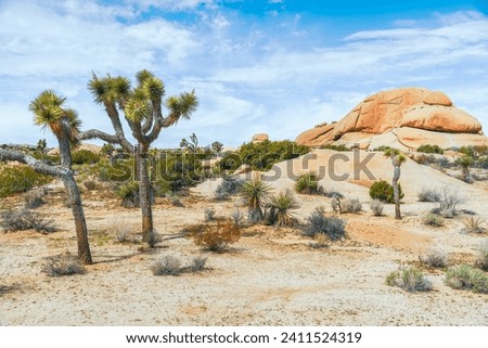 Skull Rock Area in Joshua Tree National Park in a sunny day. California. USA