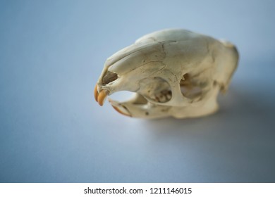 Skull Of A Rodent On Clean Background