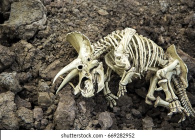 Skull skeleton carcass of dinosaurs Triceratops Dead and extinct on the ground.