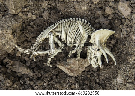 Skull skeleton carcass of dinosaurs Triceratops Dead and extinct on the ground.