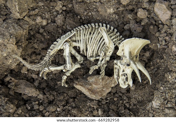 Skull skeleton carcass of dinosaurs Triceratops\
Dead and extinct on the\
ground.