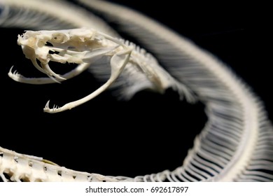 7,764 Snake skull Images, Stock Photos & Vectors | Shutterstock