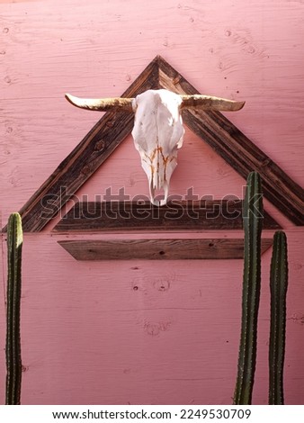 Skull of Steer Mounted on Pink Wall and Dismantled Wood Frame, Flanked by Mexican Fence Post Cactus
