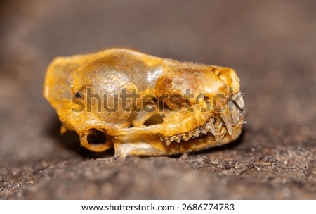 The skull of a tiny Light-winged Lesser house bat. These small insectivores are fast flying hunters of insects using echolocation above the forest canopy.