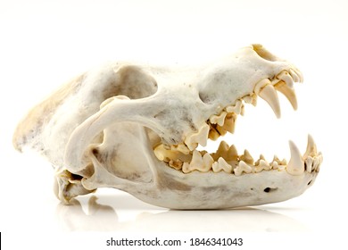 Skull of a trophy wolf isolated on a white background. Selective focus with shallow depth of field.