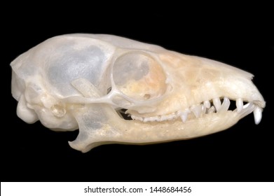 Skull Of Tupaia Javanica (Javan Treeshrew), A Treeshrew Species Within The Scandentia.