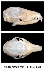 Skull Of Tupaia Javanica (Javan Treeshrew), A Treeshrew Species Within The Scandentia.