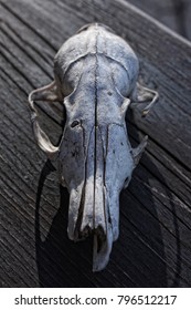 Skull of an unknown animal