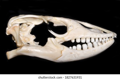 Skull Of Varanus Niloticus, A Member Of The Monitor Family (Varanidae).