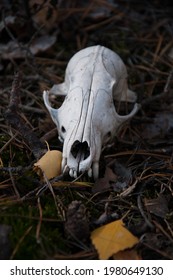 Skull of a wild animal in the forest. Lifeless remains of an animal's head. Occultism. Wildlife. The victim of a predator. The skull of a deer, wolf, dog, goat. 