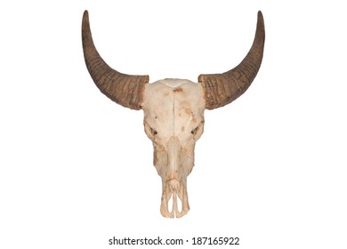 Skull Wild Water Buffalo Bubalus Arnee Stock Photo 187165922 