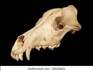 Skull of a wolf (Canis lupus)