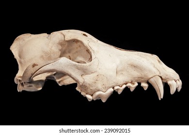 Skull of a wolf (Canis lupus)