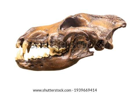 The skull of a wolf (Latin: Canis dirus) is isolated on a white background. Paleontology Late Pleistocene fossil animals.