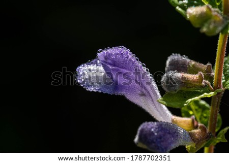 Skullcap wildflower covered in earlymorning dew
